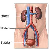 Toned Liver Pancreas Kidney Bladder