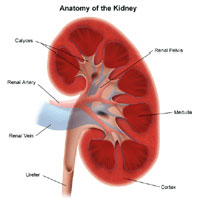 Toned Liver Pancreas Kidney Bladder